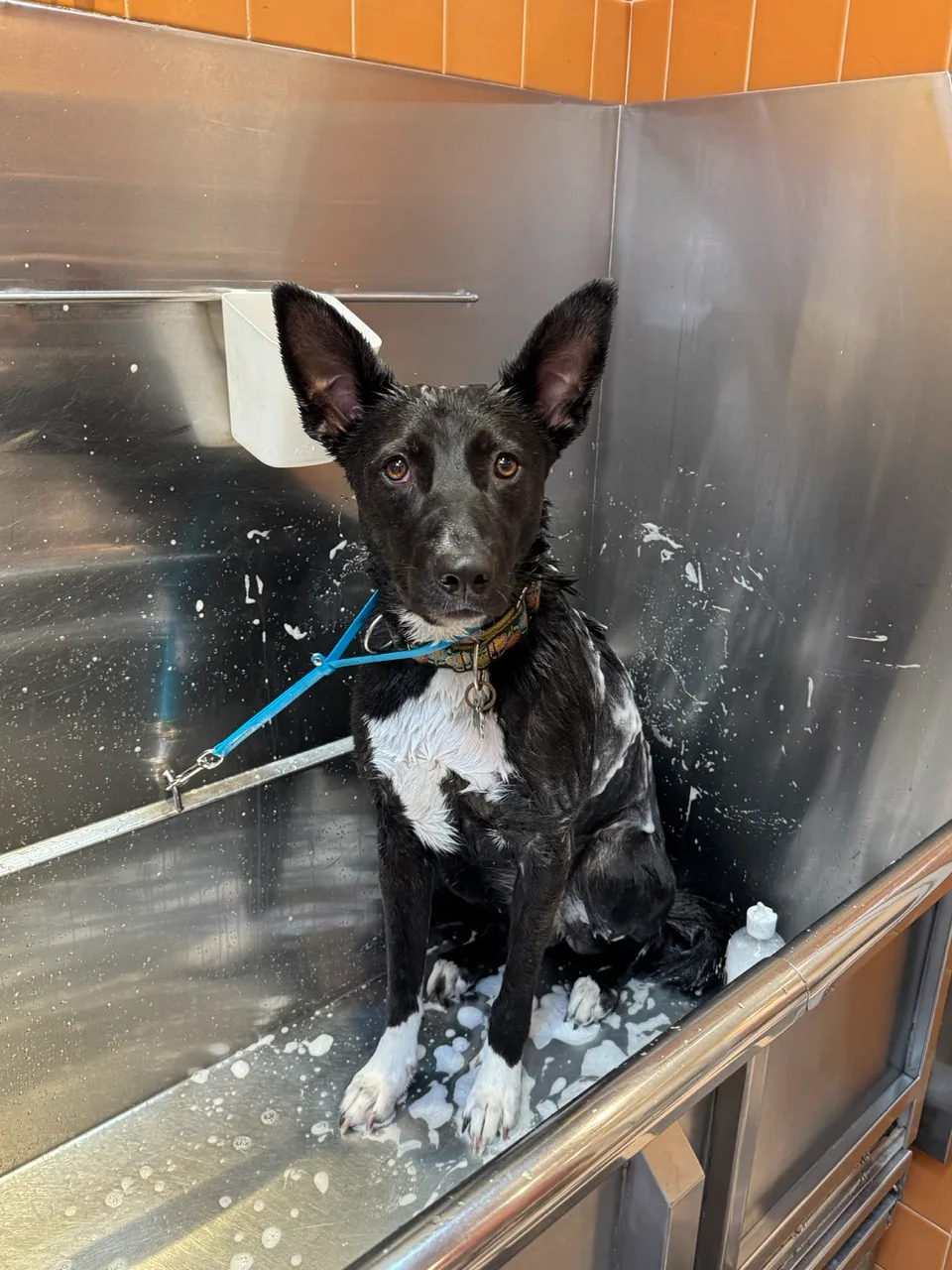 Shelby looking up from a metal bath, very damp
