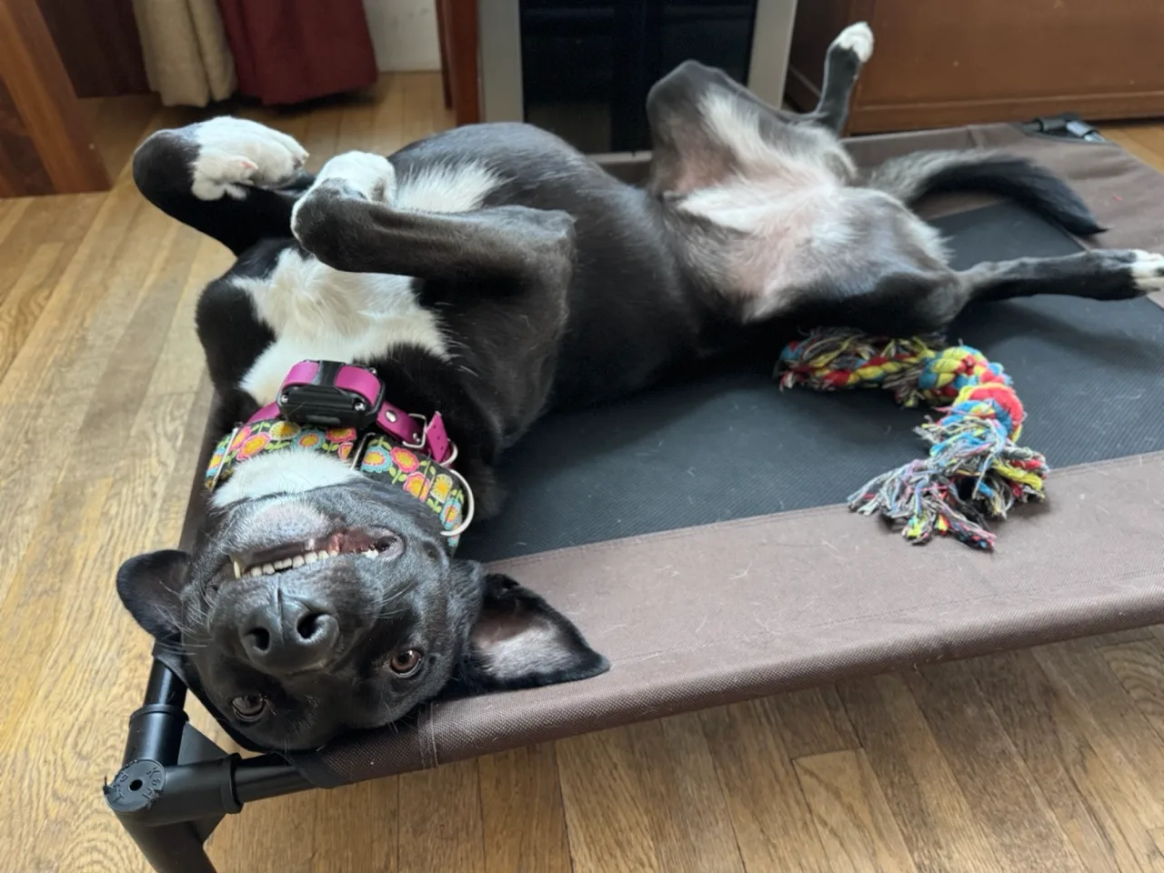 Shelby on her back, paws in the air, big smile