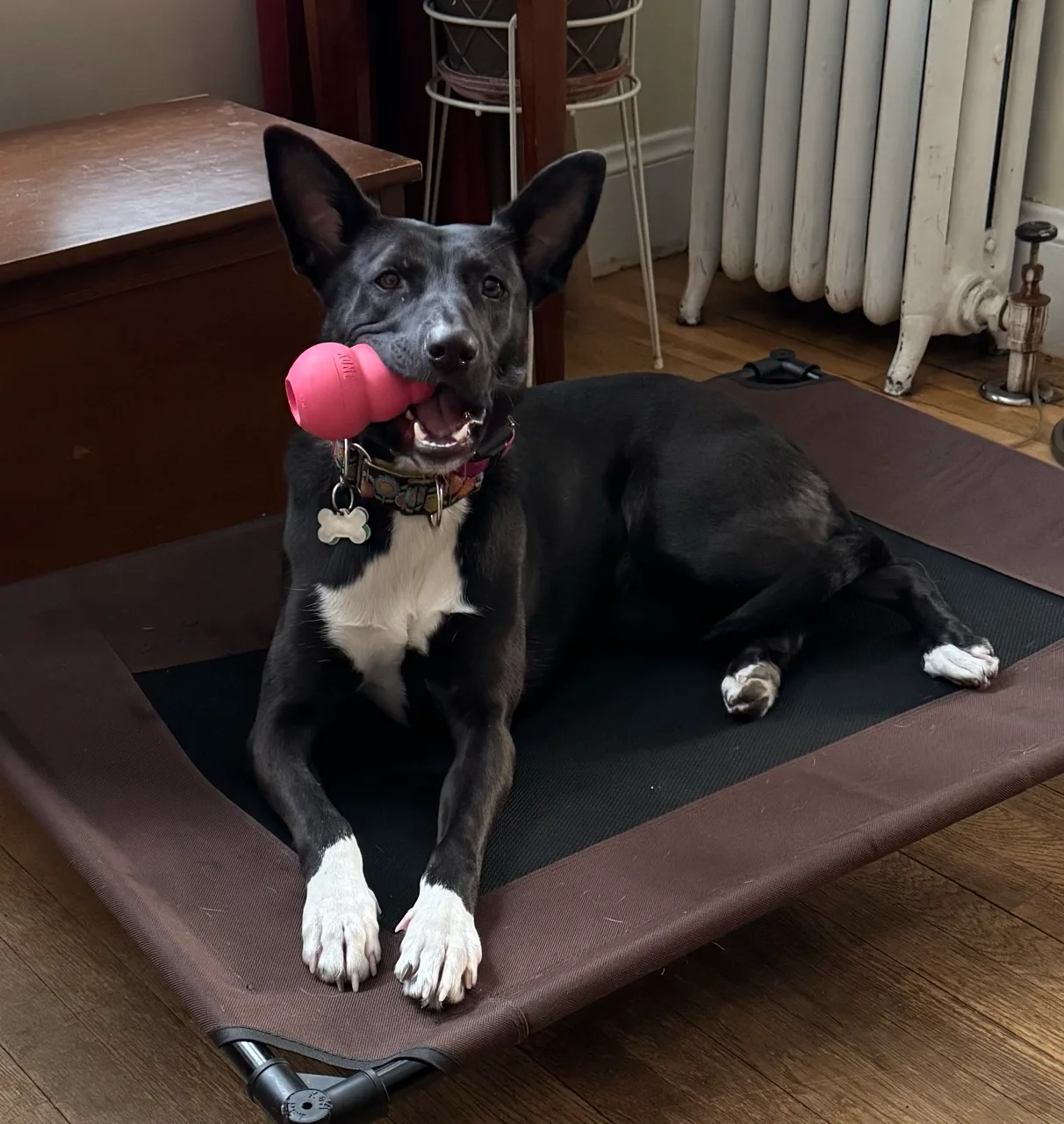 Shelby on her elevated bed holding a pink Kong toy