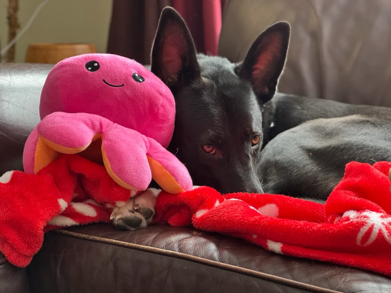 Shelby cuddling a pink octopus toy on the couch