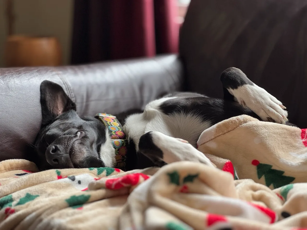 Shelby asleep, curled up under a holiday blanket
