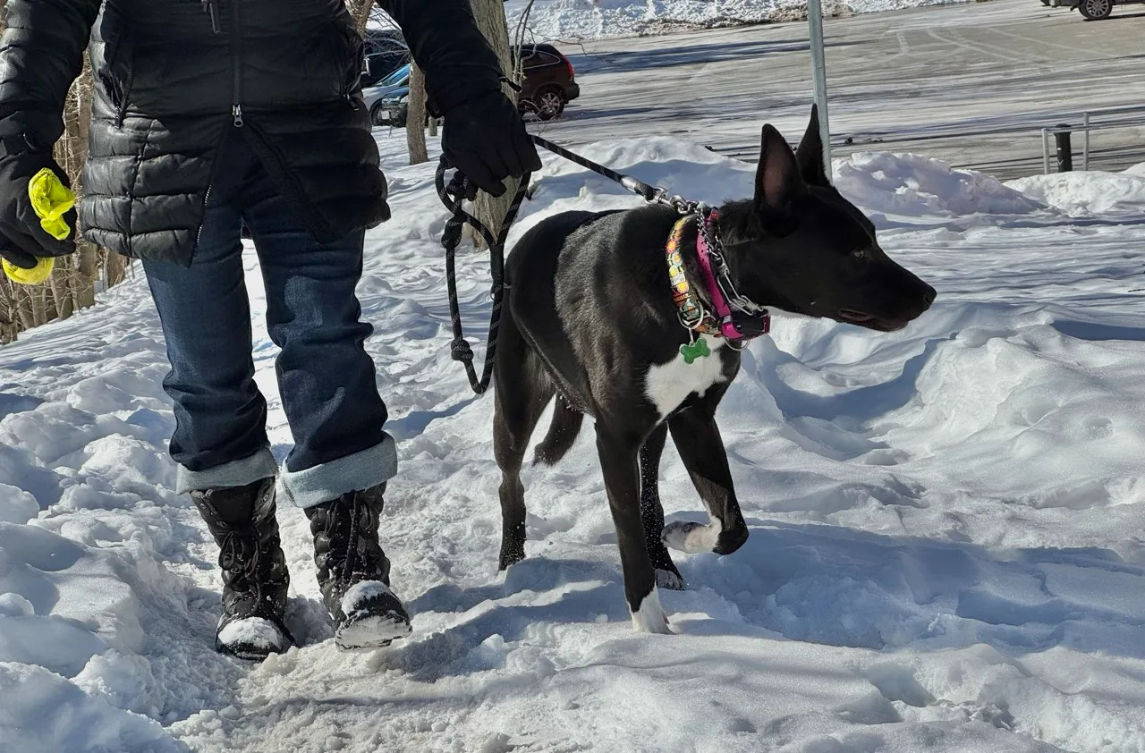 Shelby walking on a leash through deep snow, ears alert